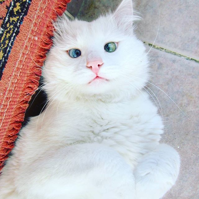 Instagram Cat With One Eye Blue, One Eye Green Brings Rare Breed to ...