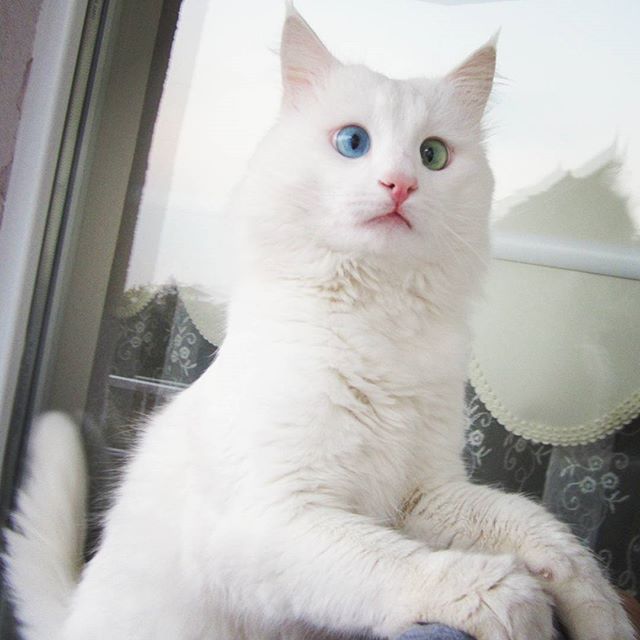 Aloş the van cat. (Courtesy of kedialos)