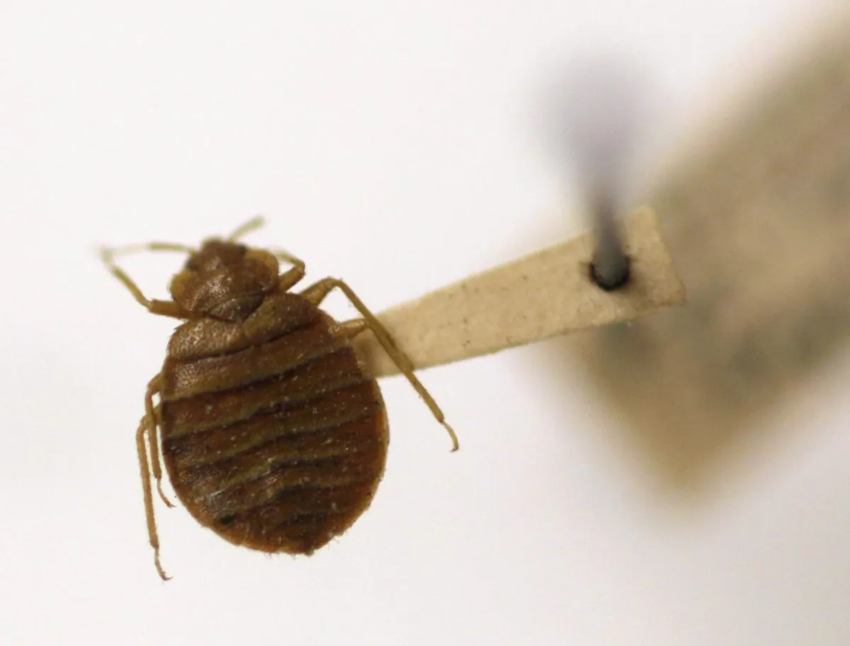 A bedbug is displayed at the Smithsonian Museum in Washington on March 30, 2011. (Carolyn Kaster/AP Photo)
