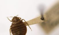 Bed Bugs Are Repelled by Certain Colors, Attracted by Others