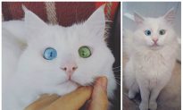 Kittens ‘Smurf’ and ‘Shrek’ Found Colored Head-to-Toe With Permanent Marker