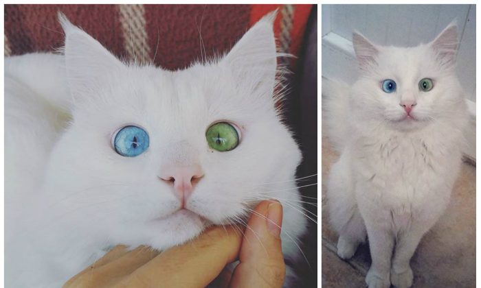 Instagram Cat With One Eye Blue, One Eye Green Brings Rare Breed to