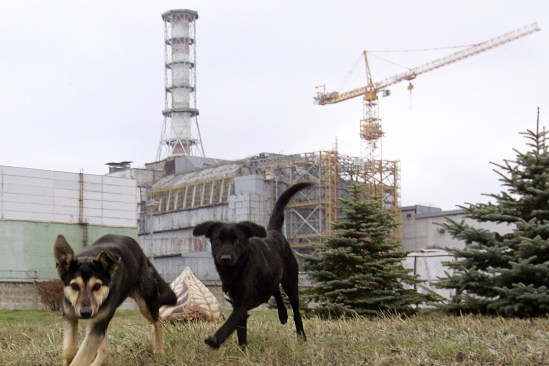 Chernobyl, UKRAINE: Stray dogs run in front of the Chernobyl nuclear power plant during a drill organized by Ukraine's Emergency Ministry, 08 November 2006. Emloyees and rescue workers improved their activity in case the "sarcophagus" covering the destroyed 4th power block collapses. AFP PHOTO/ SERGEI SUPINSKY (Photo credit should read SERGEI SUPINSKY/AFP/Getty Images)