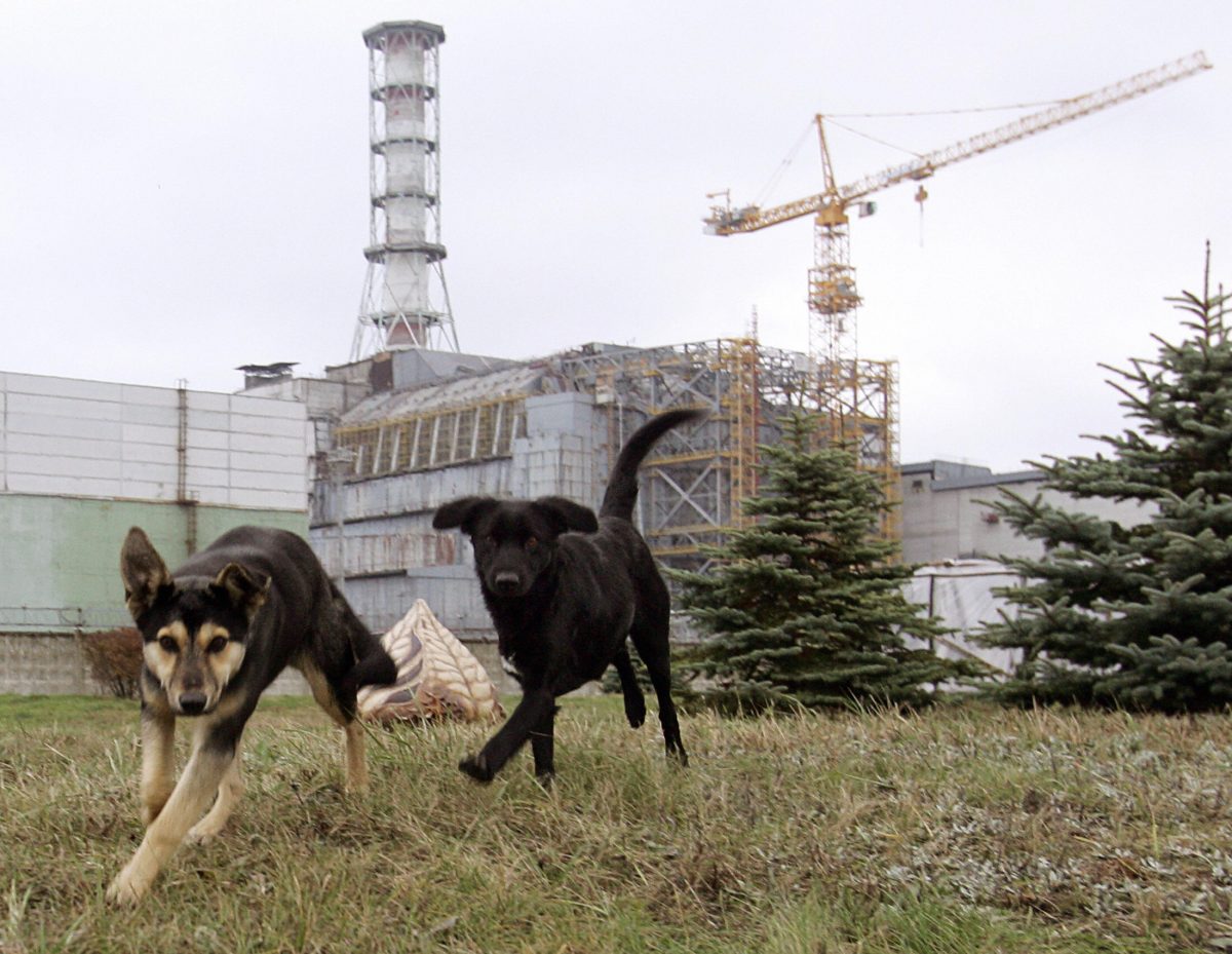 NextImg:Chernobyl Dogs Are Different, Scientists Say