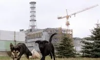 Chernobyl Dogs Are Different, Scientists Say