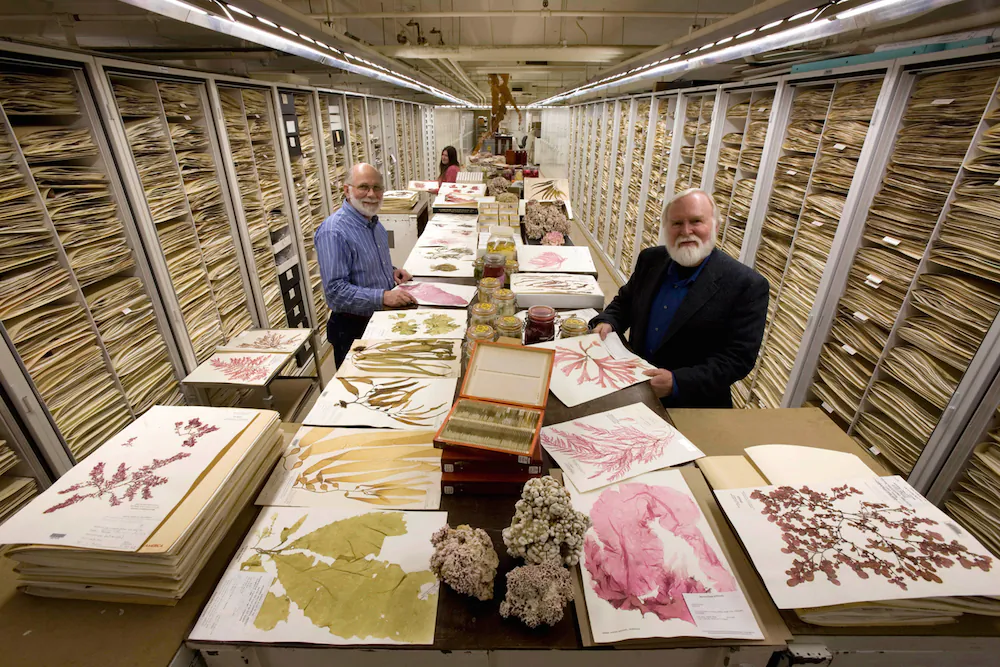 The Botany Department Herbarium at the Smithsonian Institution's National Museum of Natural History, displaying algae specimens, including coraline algae, wet specimens and the usual herbarium sheets. Featured researchers: Dr. James Norris (right, front), his research assistant Bob Sims (left, front), and associate researcher, Katie Norris (left, back).