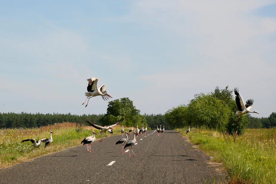 White storks on road near Chernobyl, Ukraine. Many parts of the Chernobyl region have low radioactivity levels and serve as refuges for plants and animals. (Tim Mousseau)