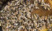 Virginia Tornado Cracks Open Tree, Releases 70,000 Bees