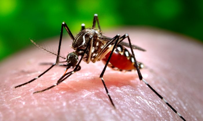 FDA Approves World’s 1st Vaccine Against Chikungunya