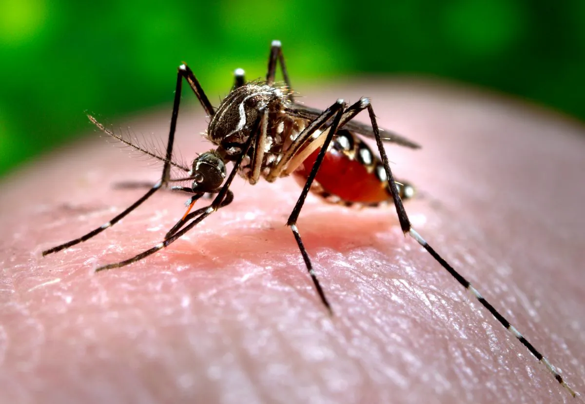 This 2006 photo made available by the Centers for Disease Control and Prevention shows a female Aedes aegypti mosquito acquiring a blood meal from a human host at the Centers for Disease Control in Atlanta. (James Gathany/AP Photo)
