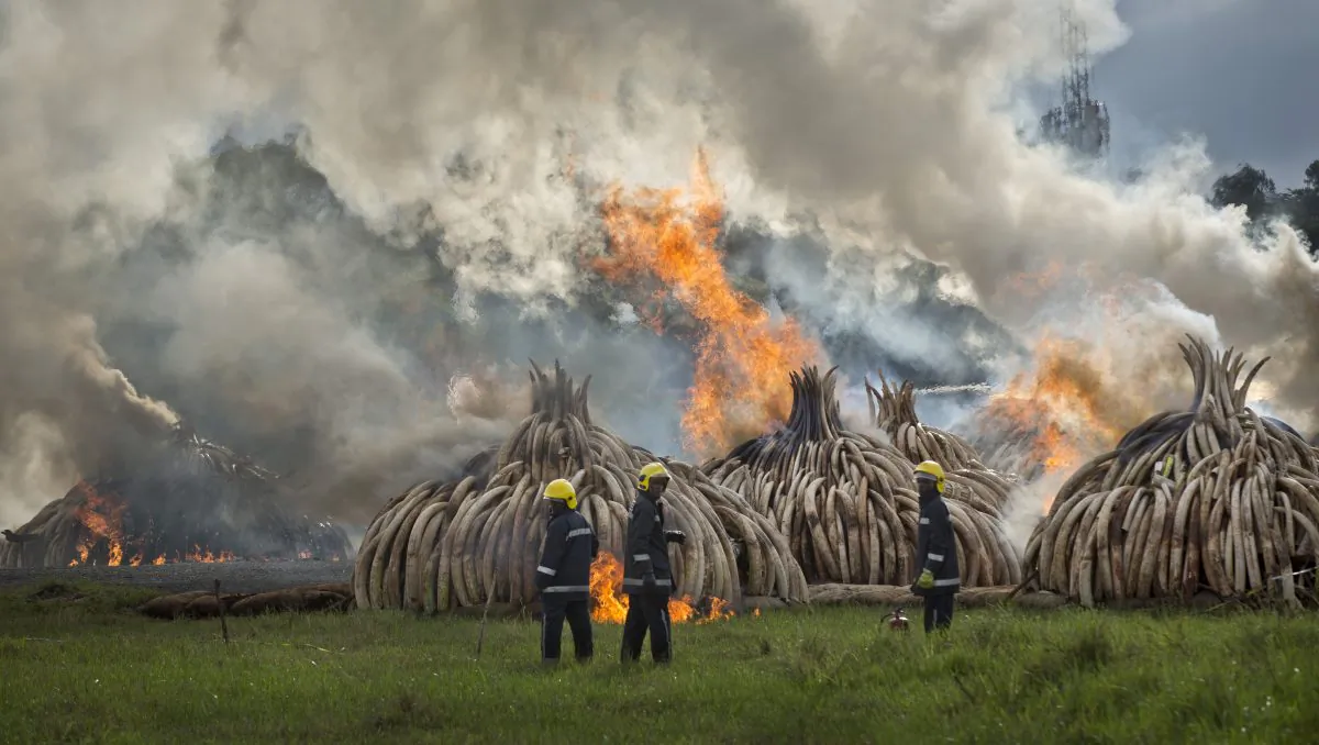 Firemen stand by at the ready as pyres of ivory are set on fire in Nairobi National Park, Kenya, on April 30, 2016. Kenya's president Saturday set fire to 105 tons of elephant ivory and more than 1 ton of rhino horn, believed to be the largest stockpile ever destroyed, in a dramatic statement against the trade in ivory and products from endangered species. (AP Photo/Ben Curtis)