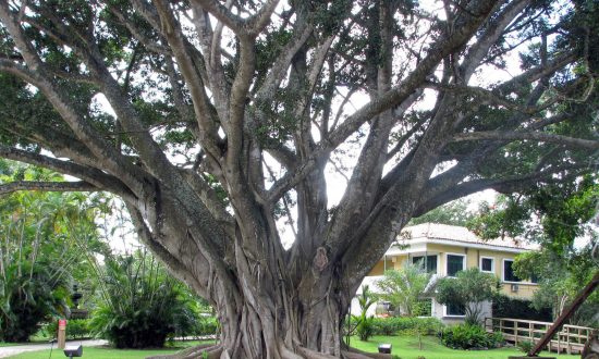 Gardening: Tropical Houseplants Need a Little Coddling