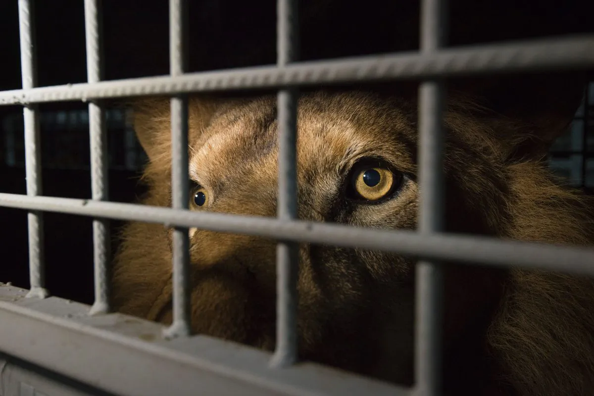 An African lion that was born in captivity and used in circuses around South America, arrives in Ekurhuleni, Gauteng, South Africa, after being airlifted and rescued by Animal Defenders on April 30. The group rescued 33 lions and will bring them to the natural African bush at Emoya Big Cat Sanctuary in South Africa. (AFP/Getty Images)