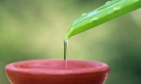 7 Amazing Healing Powers of Aloe Vera