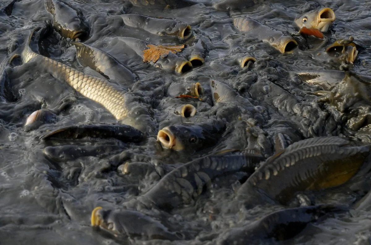 Carps are regrouped after being caught in nets on November 7, 2011. (Michal Cizek/AFP/Getty Images)