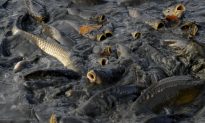Australia to Spend $15 Million to Eradicate Carp With the Herpes Virus