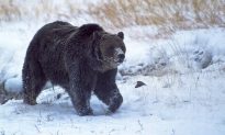 Famous Yellowstone Grizzly Bear ‘Scarface’ Found Shot, Killed; Sparks Investigation