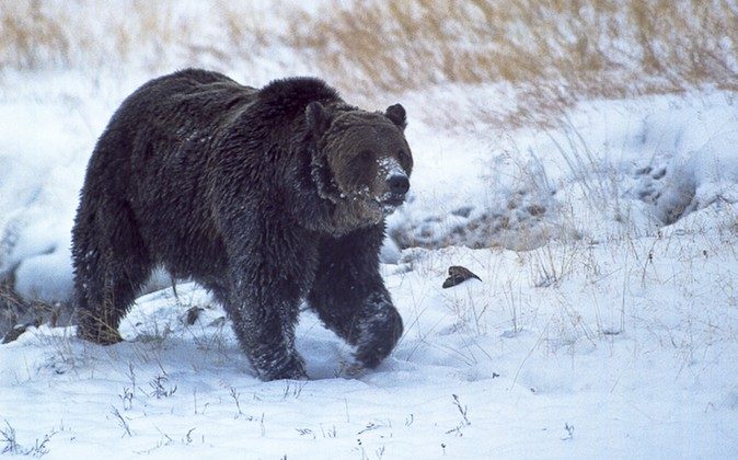 FILE - In this Oct. 2005, file Well-known Yellowstone National Park grizzly bear known as "Scarface." Montana wildlife officials have confirmed that the grizzly bear was shot and killed during a confrontation with a hunter north of Gardiner last fall.  (Ray Paunovich via AP)