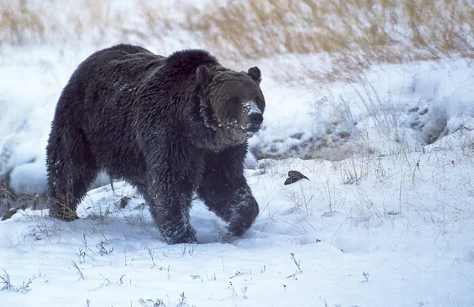 FILE - In this Oct. 2005, file Well-known Yellowstone National Park grizzly bear known as "Scarface." Montana wildlife officials have confirmed that the grizzly bear was shot and killed during a confrontation with a hunter north of Gardiner last fall. (Ray Paunovich via AP)
