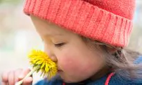 Dandelion Root Far More Effective in Fighting Cancer Cells Than Chemotherapy