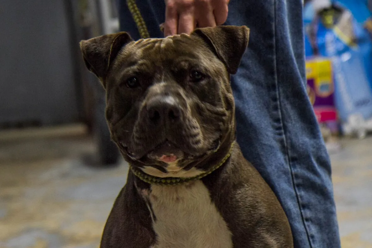 Shadow, a 4-year-old pit bull at the Middletown Humane Society on May 4, 2016. (Holly Kellum/Epoch Times)