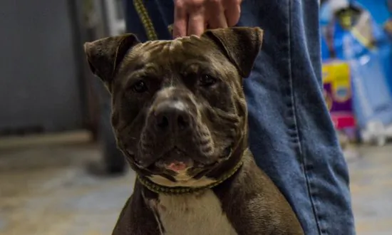 Pack of Seven Dogs Attack Five People In Georgia