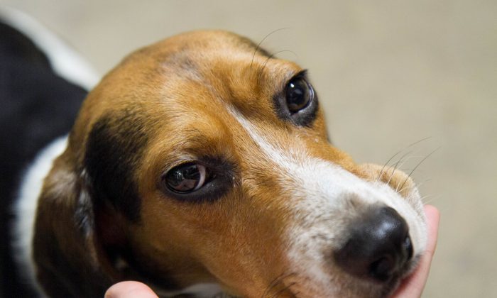 A stock photo of a beagle. (Holly Kellum/Epoch Times)