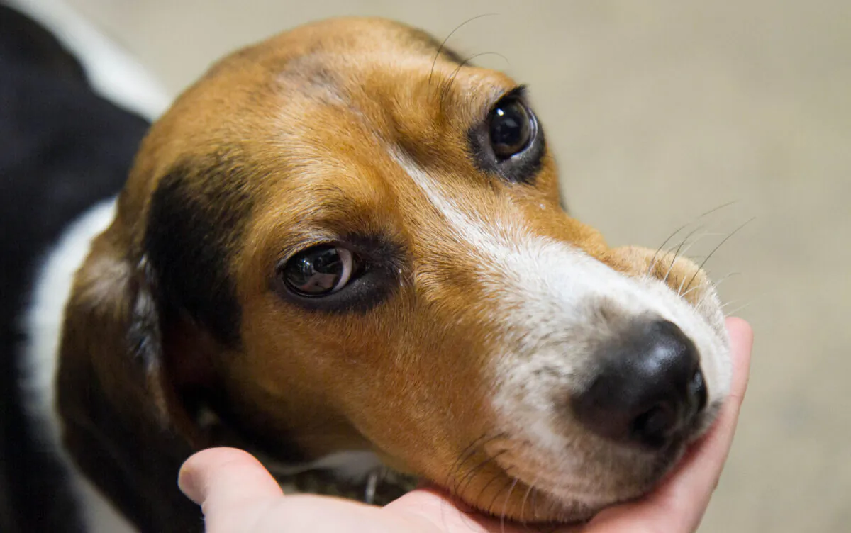 A beagle is shown in a file photo. (Holly Kellum/Epoch Times)