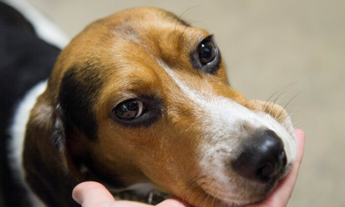 Stock photo of a beagle. (Holly Kellum/Epoch Times)