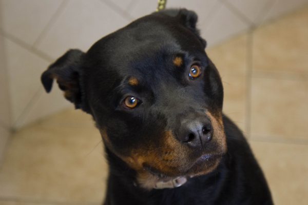 2-year-old Rottweiler