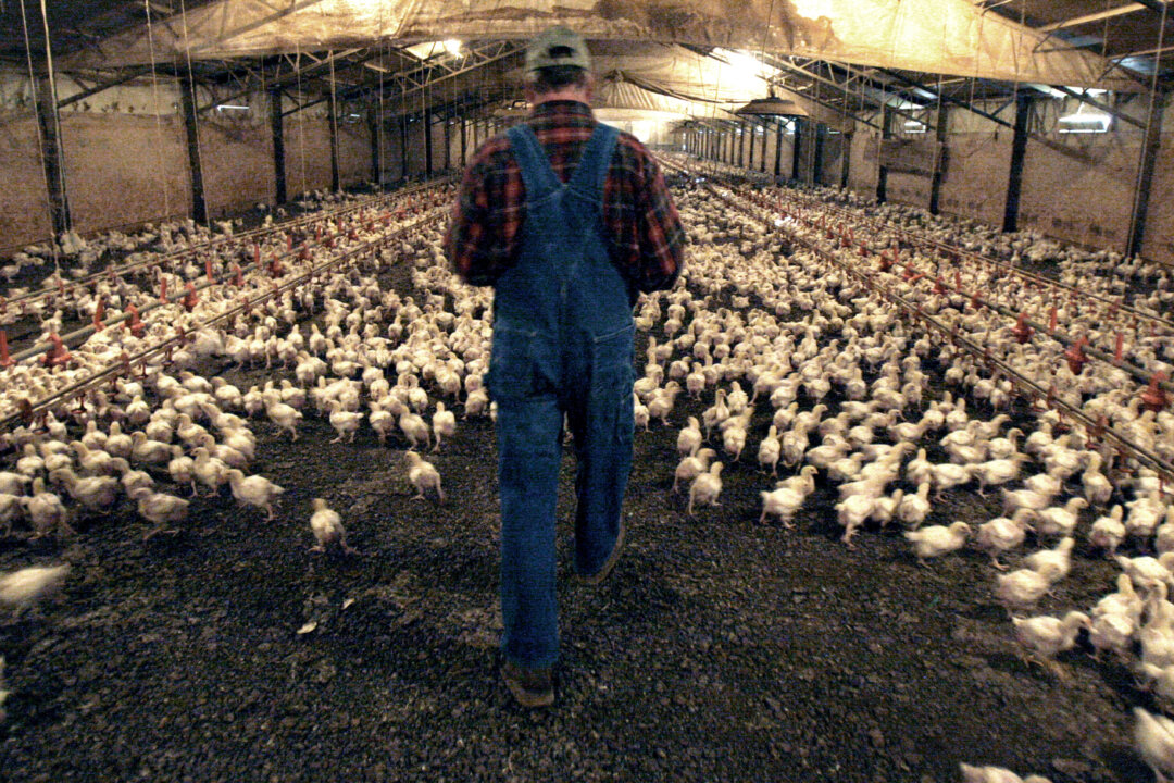 A Pilgrim's Pride contract chicken farmer walks amid three-week-old chicks at a farm just outside the city limits of Pittsburg, Texas, on Dec. 2, 2008. (AP Photo/L.M. Otero)