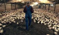 US Meat Still Full of Antibiotic-Resistant Bacteria, Say Experts