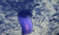 What’s This Purple Thing That Scientists Just Spotted in Deep Ocean (Video)