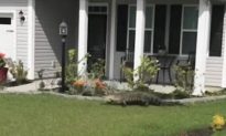 Video: Alligator Climbs Up Front Door of South Carolina Home