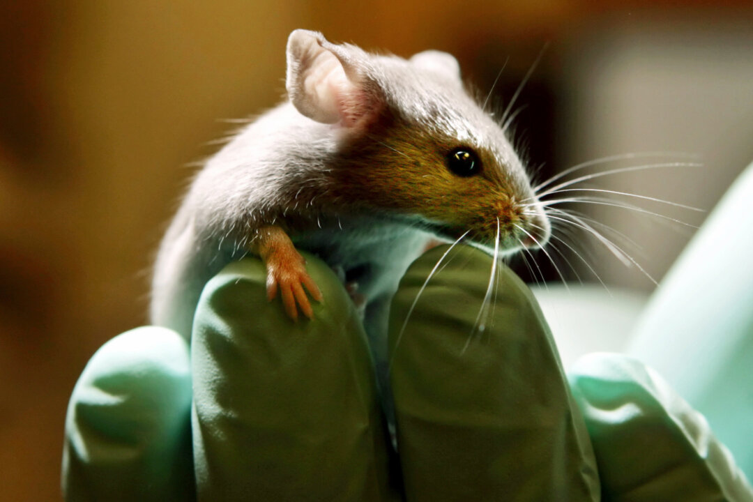 A laboratory mouse as it looks over the gloved hand of a technician at the Jackson Laboratory, in Bar Harbor, Maine, on Jan. 24, 2006. (AP Photo/Robert F. Bukaty)