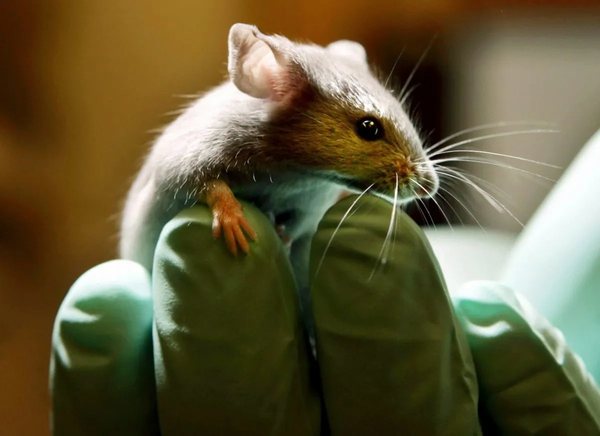A laboratory mouse as it looks over the gloved hand of a technician at the Jackson Laboratory, in Bar Harbor, Maine, on Jan. 24, 2006. (AP Photo/Robert F. Bukaty)