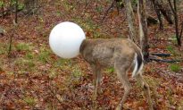 Deer’s Head Stuck in a Light Globe for Nearly Two Days