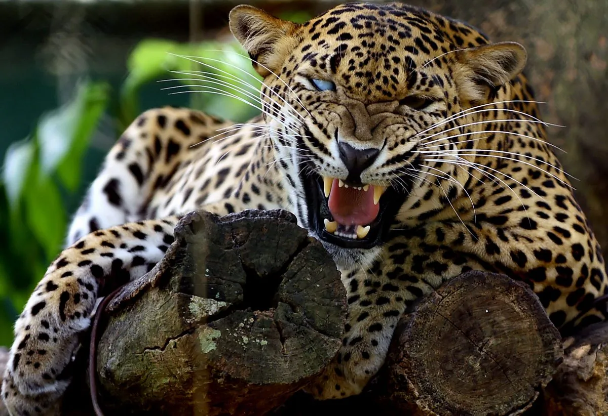  (Photo credit: ISHARA S.KODIKARA/AFP/Getty Images)