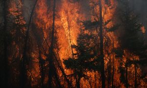 Man Watches His Living Room Burn on Security Cam in Fort McMurray Wildfire