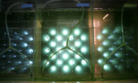 Can We Save the Algae Biofuel Industry?