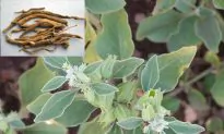 21 Incredible Benefits From Ashwagandha