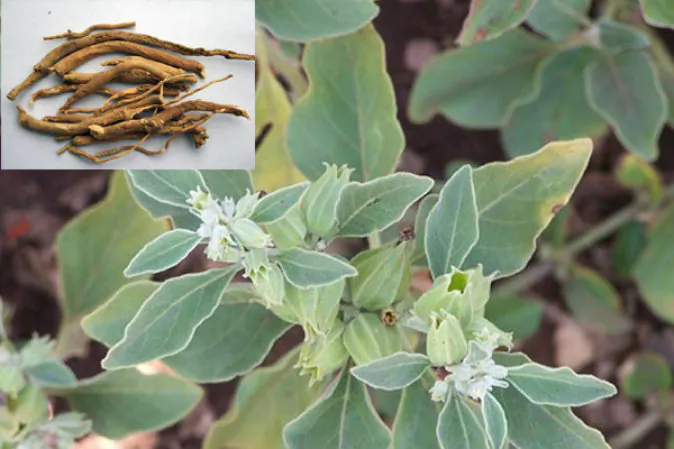 While ashwagandha leaves have some medicinal properties, herbalists primarily use the roots. (Public domain)