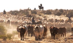 Beijing Continues Coercion Campaign Banning Imports From 10th Australian Abattoir