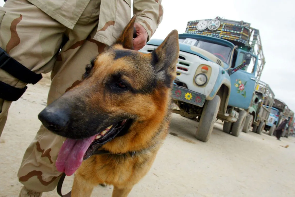A U.S. military dog is seen at Bagram air base March 22, 2002 in Afghanistan. (Joe Raedle/Getty Images)