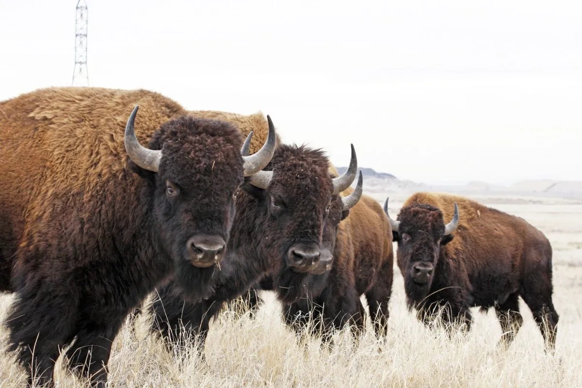 North American Bison at Rocky Mountain Arsenal National Wildlife Refuge in Colorado in a file photo. (Jim Carr/U.S. Fish and Wildlife Service)