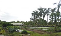 Hawaii Plan Would Offset Cost of Organic Farm Certification