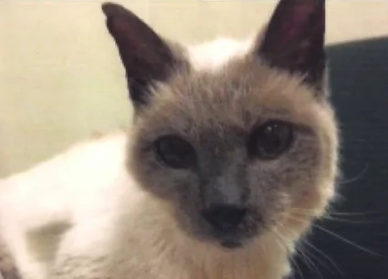 Meet The World’s Oldest Cat (Video)