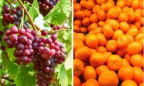 Orange-Grape Pills May Lower Blood Sugar