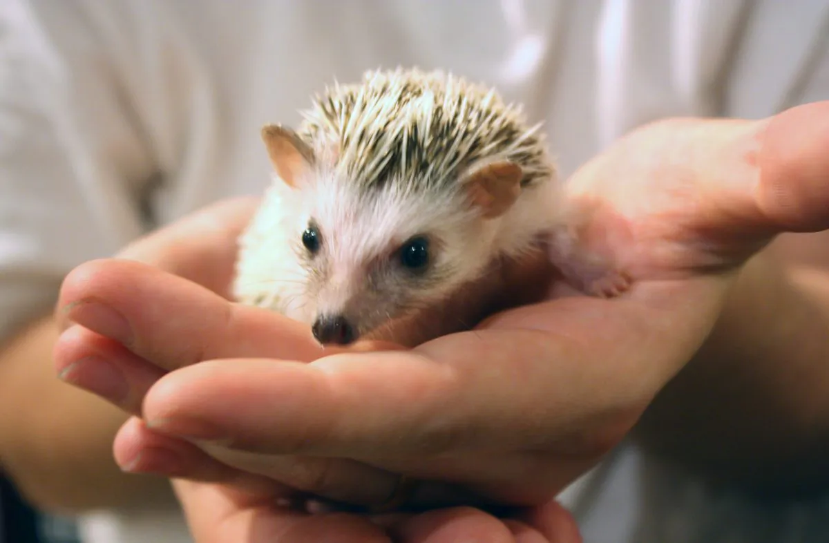 The first dedicated hedgehog café in Japan gives customers the chance to cuddle the prickly animals over a tea or coffee. (Jane Gray/Epoch Times)
