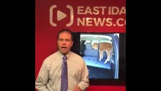 Bison Calf Dead After Tourists Put It in Car at Yellowstone Park